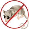 Possum Removal Eltham